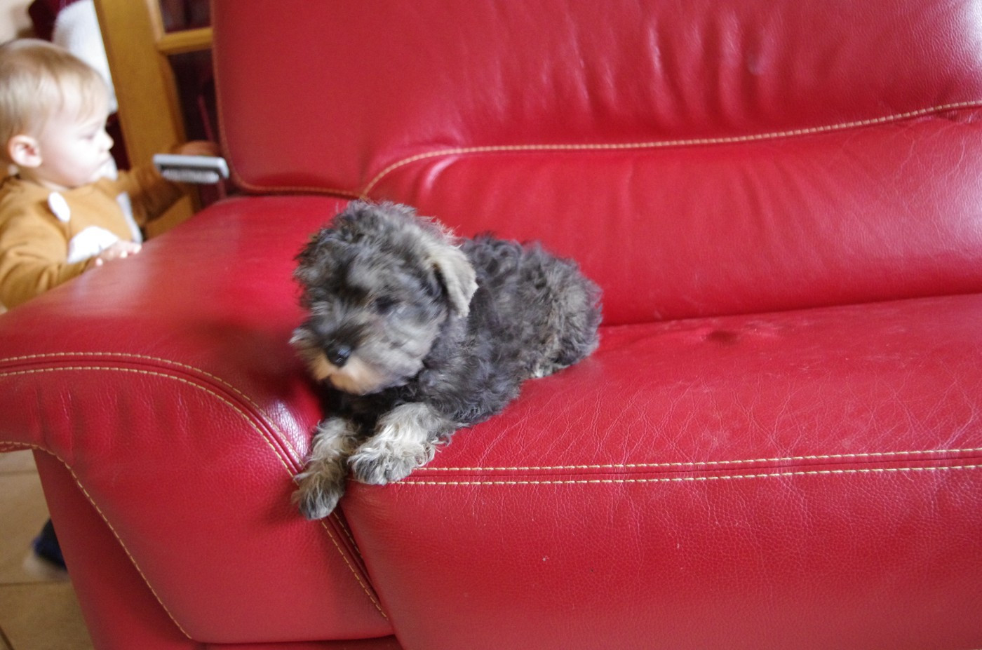 A L'Ouest Des Prés De L'Abby - Chiots disponibles - Schnauzer miniature