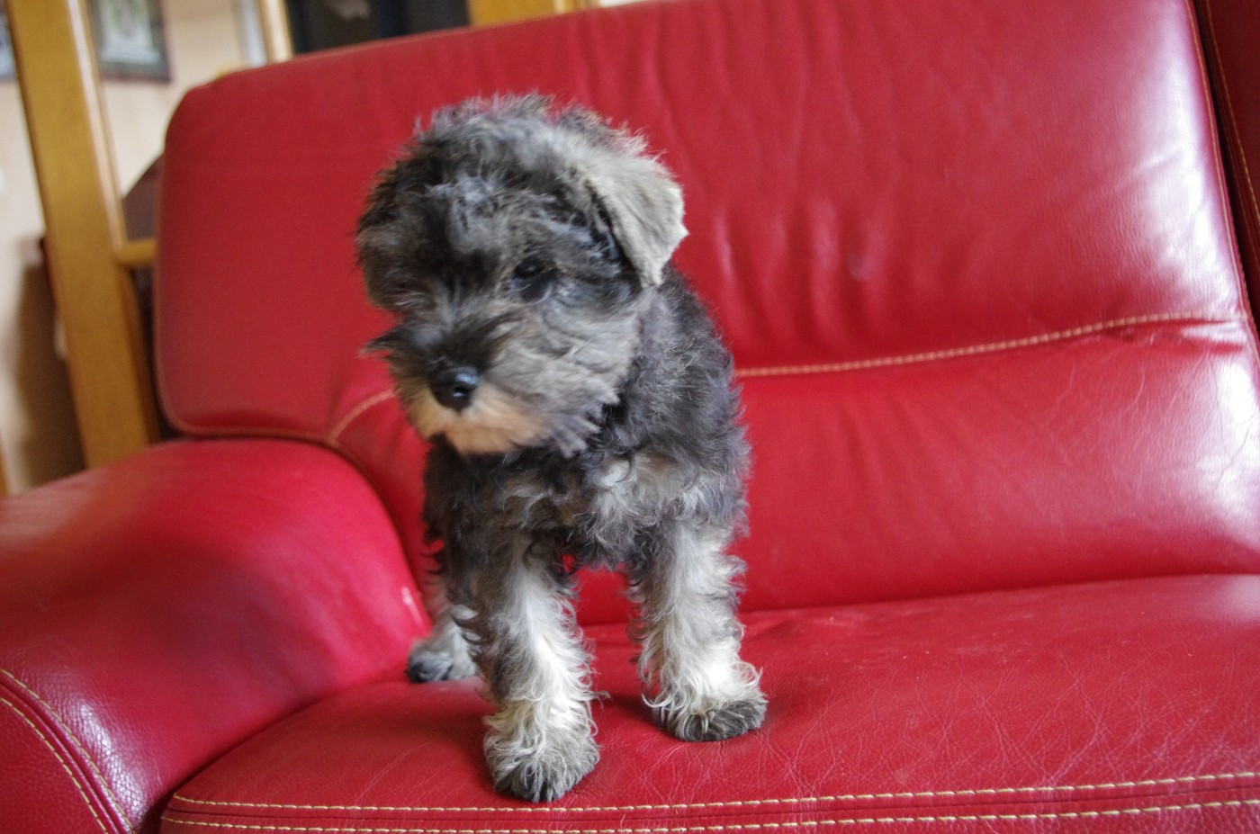 A L'Ouest Des Prés De L'Abby - Chiots disponibles - Schnauzer miniature