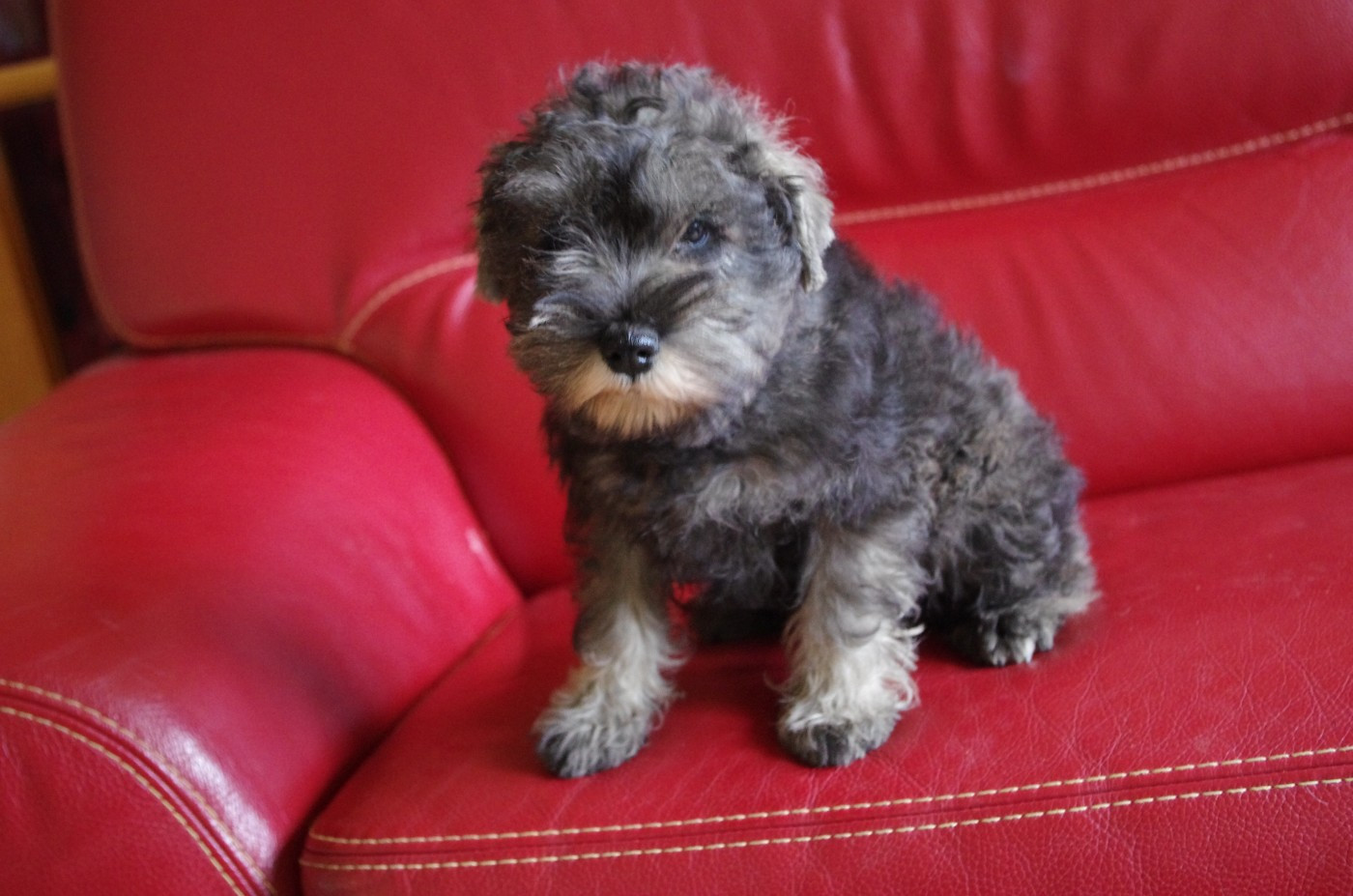 A L'Ouest Des Prés De L'Abby - Chiots disponibles - Schnauzer miniature