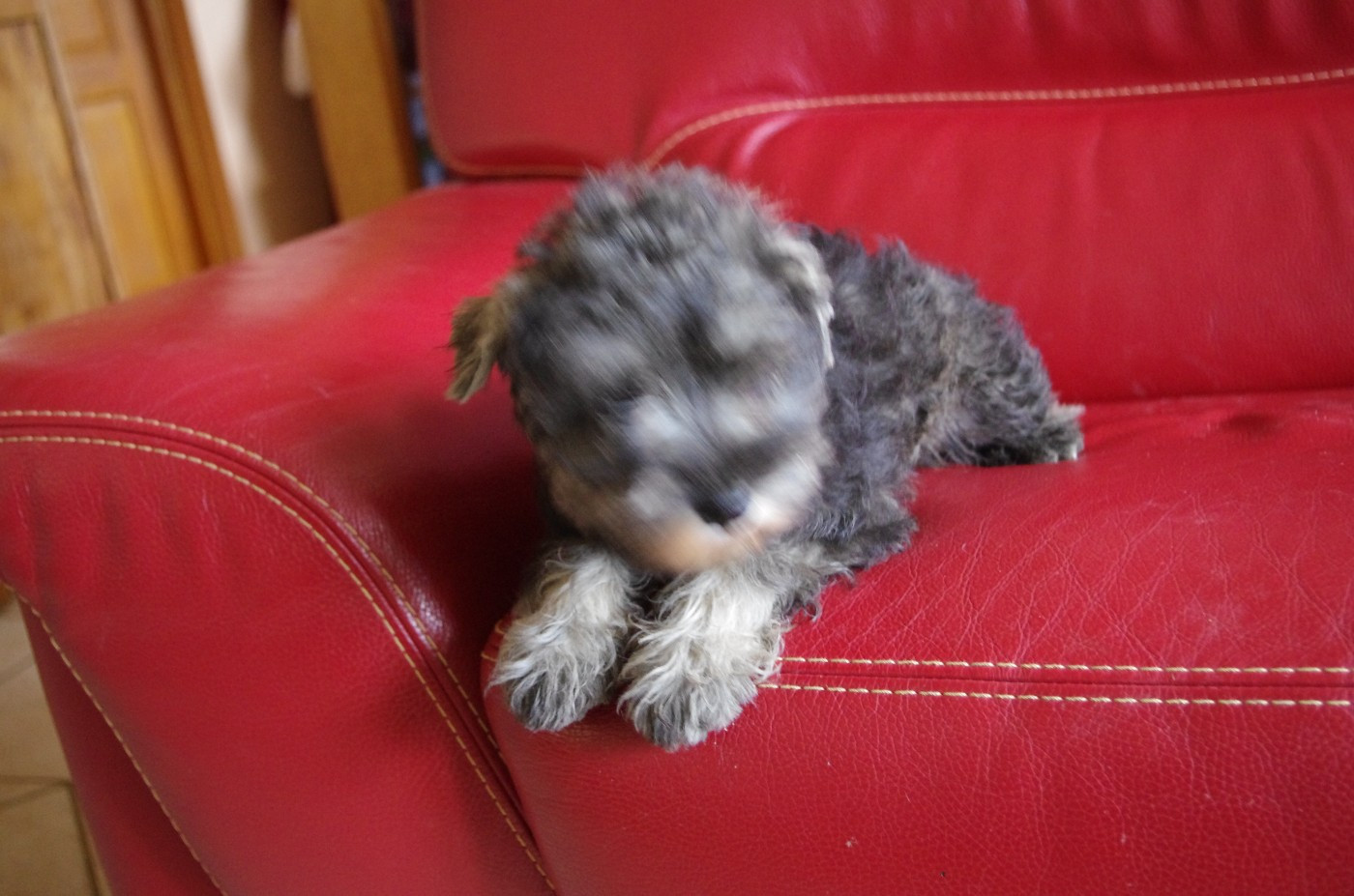 A L'Ouest Des Prés De L'Abby - Chiots disponibles - Schnauzer miniature