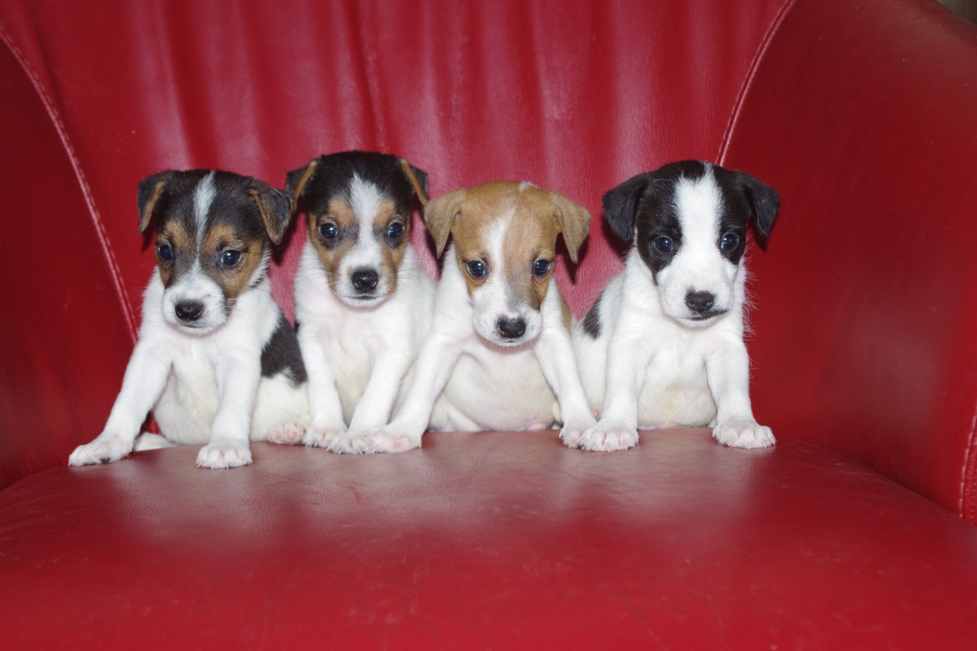 Chiot Parson Russell Terrier A L'Ouest Des Prés De L'Abby