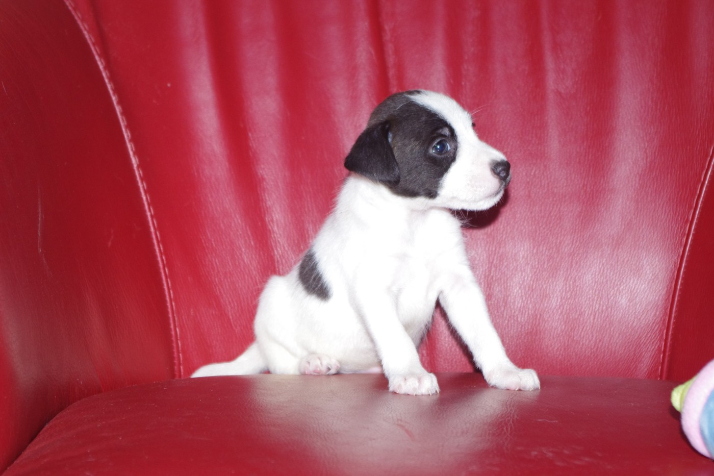 A L'Ouest Des Prés De L'Abby - Chiots disponibles - Parson Russell Terrier