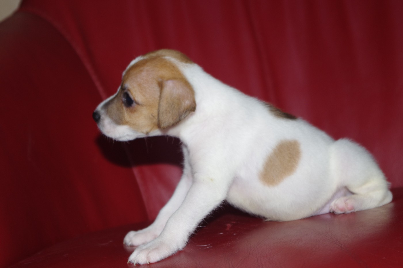 A L'Ouest Des Prés De L'Abby - Chiots disponibles - Parson Russell Terrier