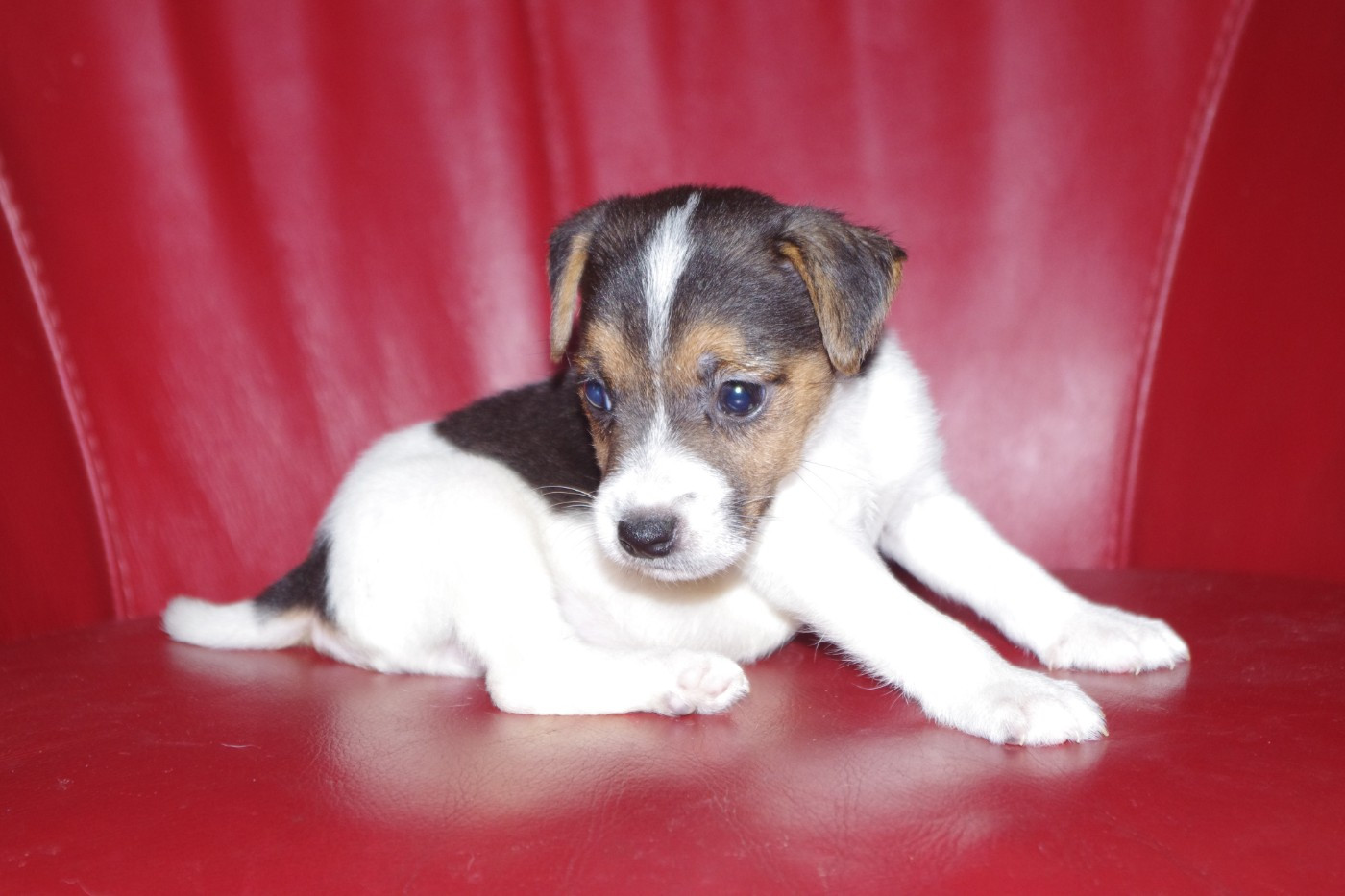 A L'Ouest Des Prés De L'Abby - Chiots disponibles - Parson Russell Terrier