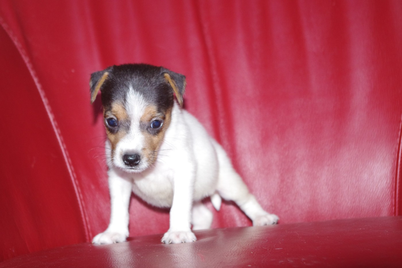 A L'Ouest Des Prés De L'Abby - Chiots disponibles - Parson Russell Terrier