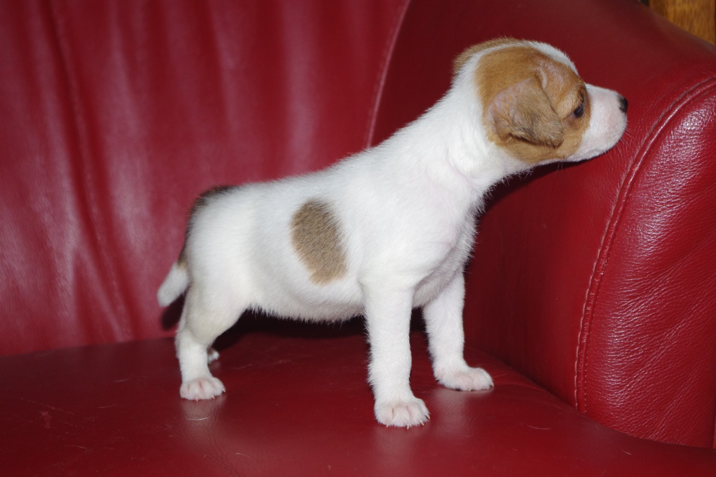 A L'Ouest Des Prés De L'Abby - Chiots disponibles - Parson Russell Terrier