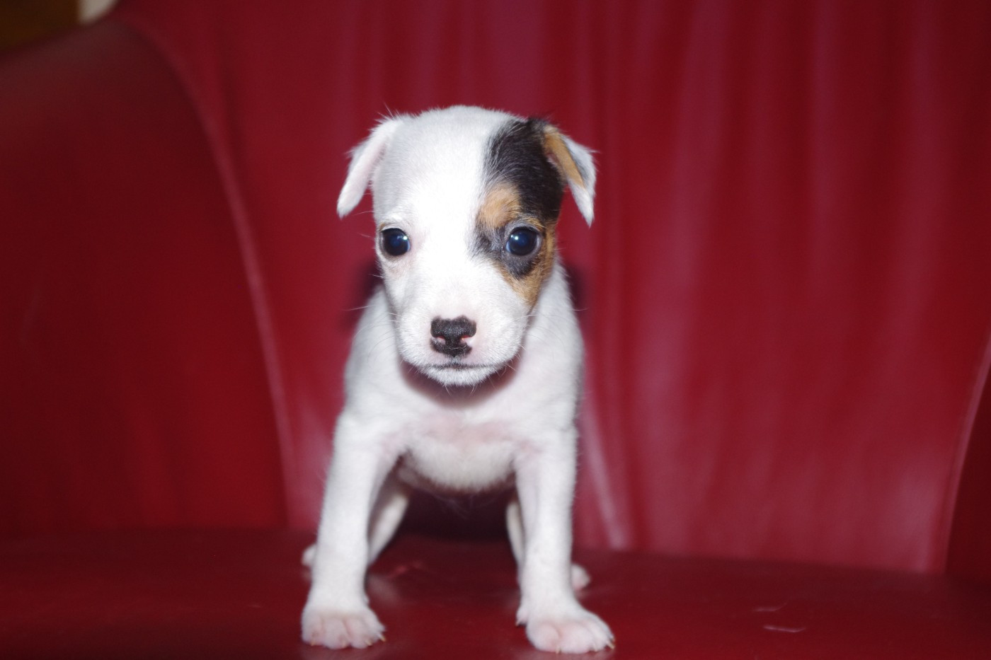 A L'Ouest Des Prés De L'Abby - Chiots disponibles - Parson Russell Terrier
