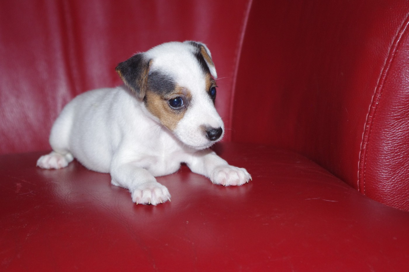 A L'Ouest Des Prés De L'Abby - Chiots disponibles - Parson Russell Terrier