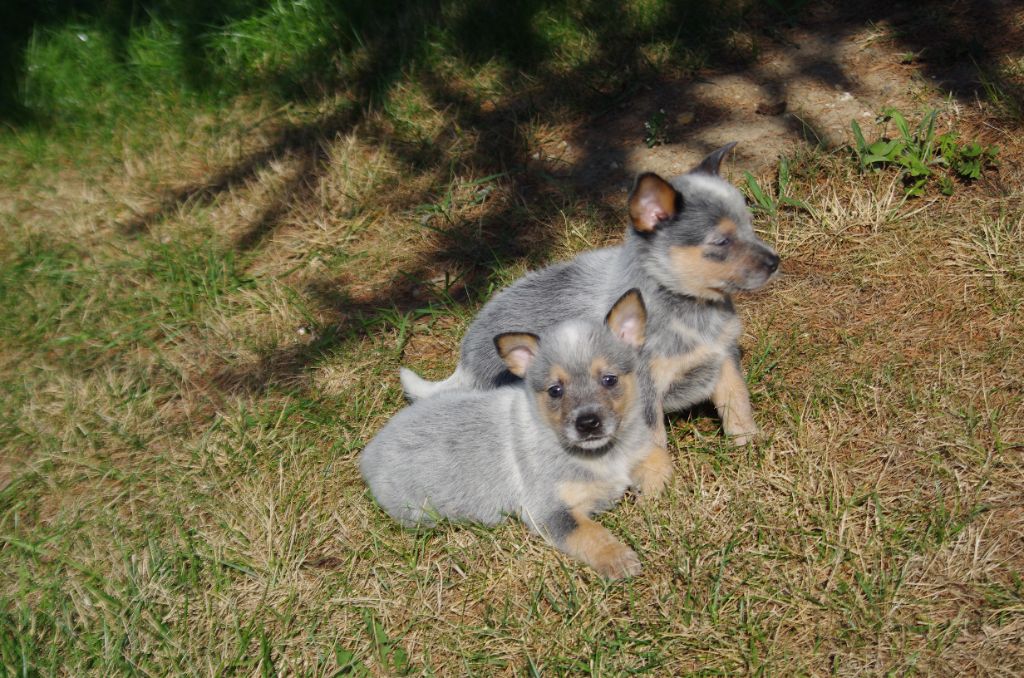 Chiot Bouvier australien a l'ouest des prés de l'abby