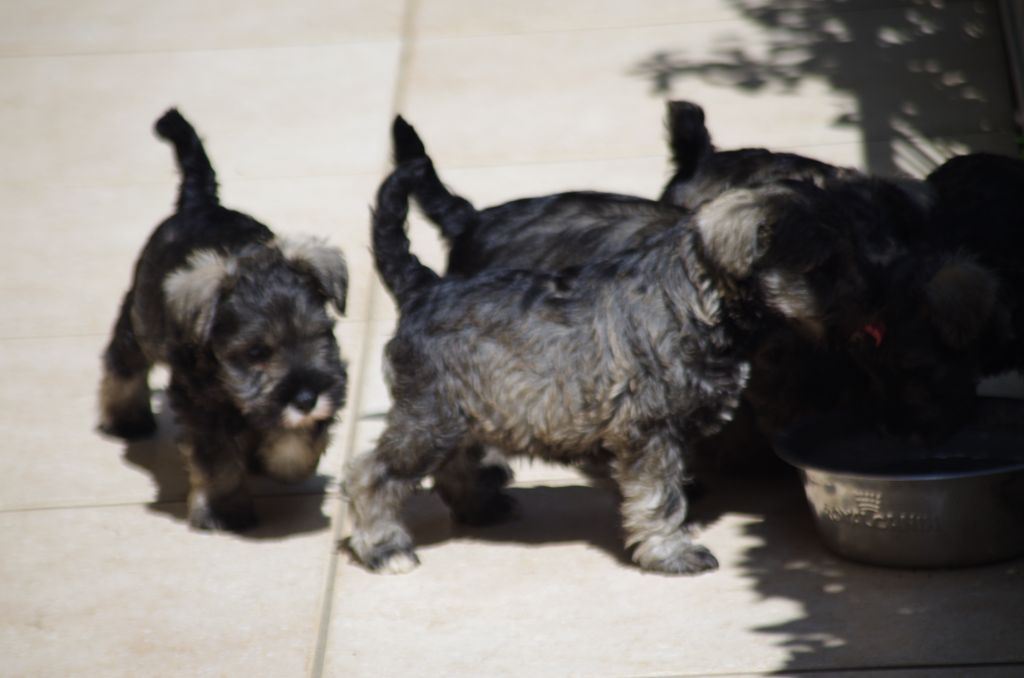 Chiot Schnauzer miniature a l'ouest des prés de l'abby