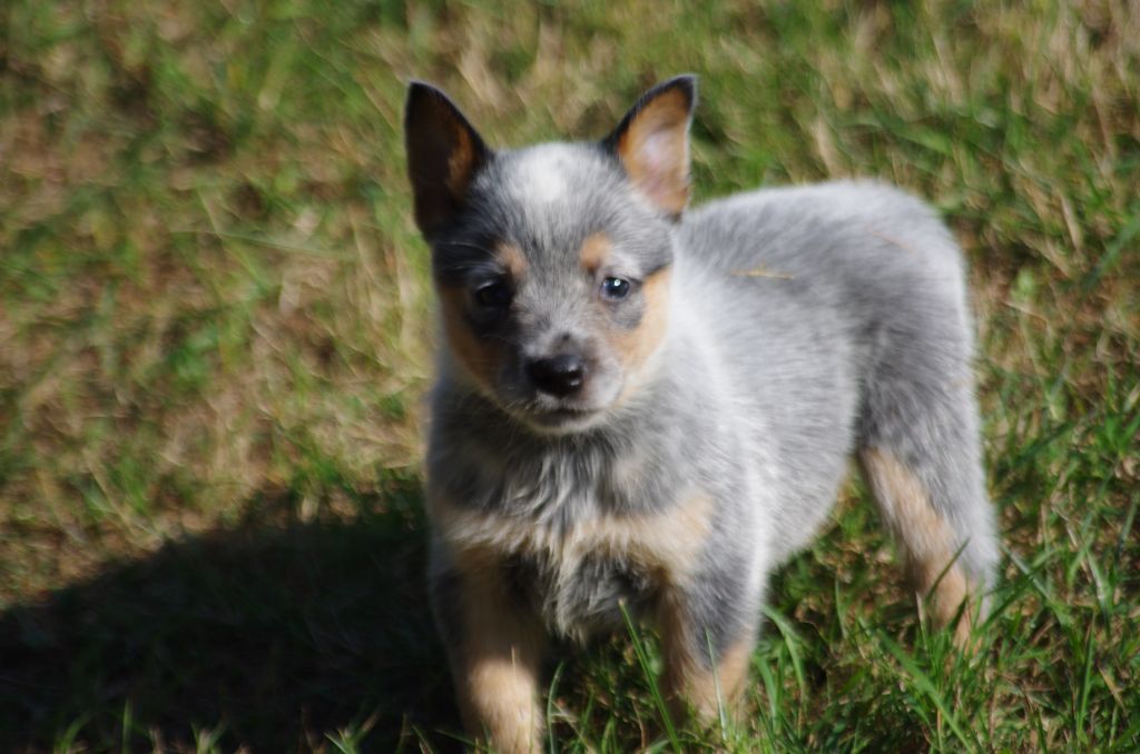 a l'ouest des prés de l'abby - Chiots disponibles - Bouvier australien