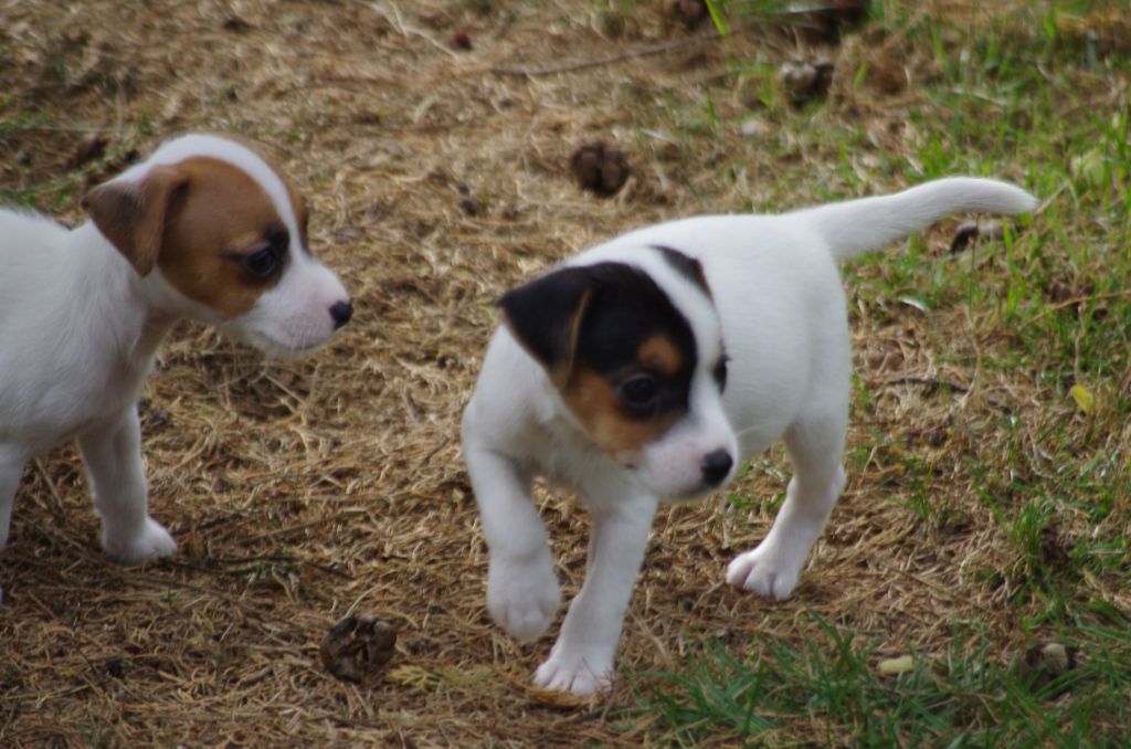a l'ouest des prés de l'abby - Chiots disponibles - Jack Russell Terrier
