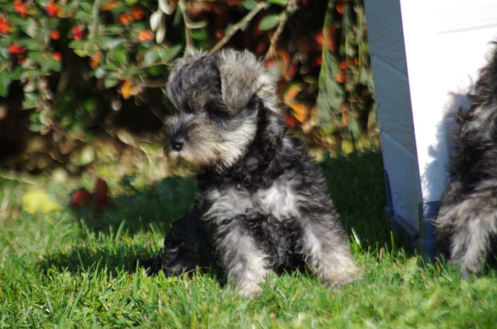 A L'Ouest Des Prés De L'Abby - Chiots disponibles - Schnauzer miniature