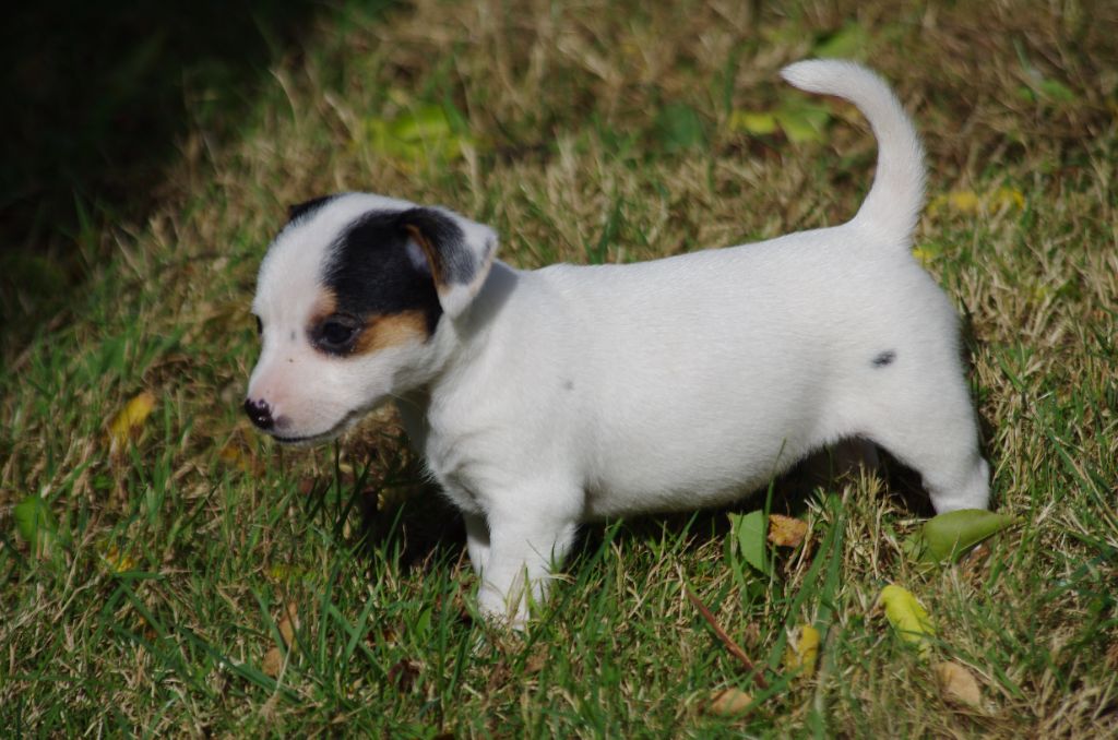 a l'ouest des prés de l'abby - Chiots disponibles - Jack Russell Terrier