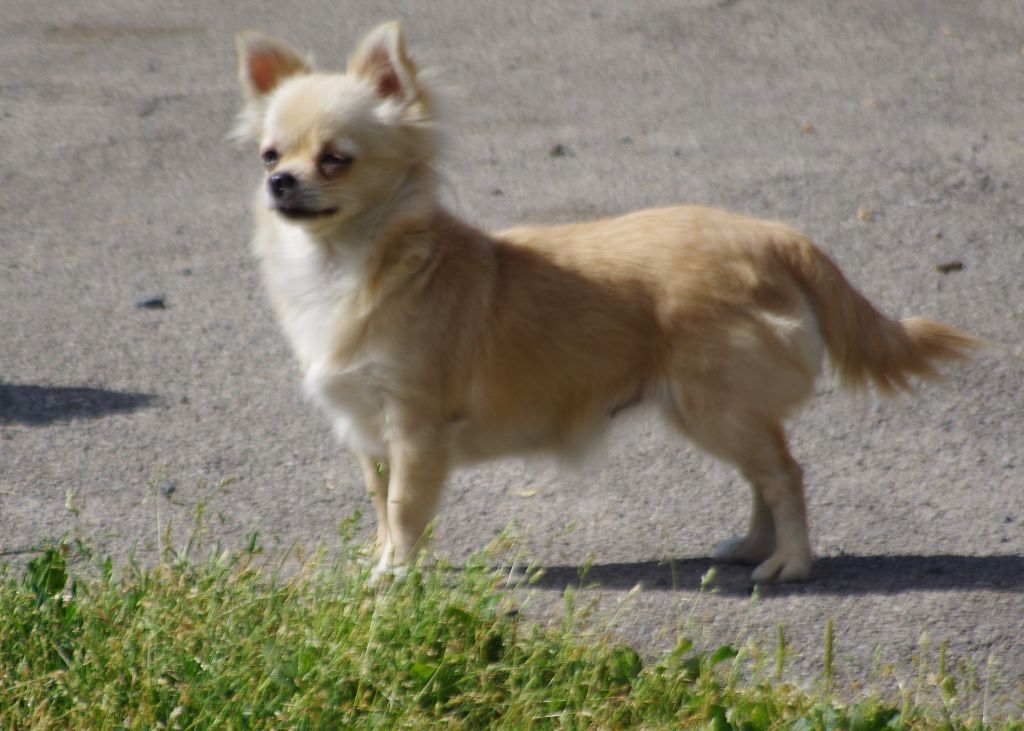 a l'ouest des prés de l'abby - Chiots disponibles - Chihuahua