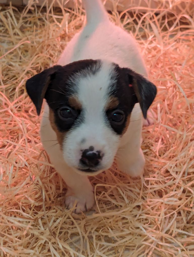 a l'ouest des prés de l'abby - Chiots disponibles - Jack Russell Terrier