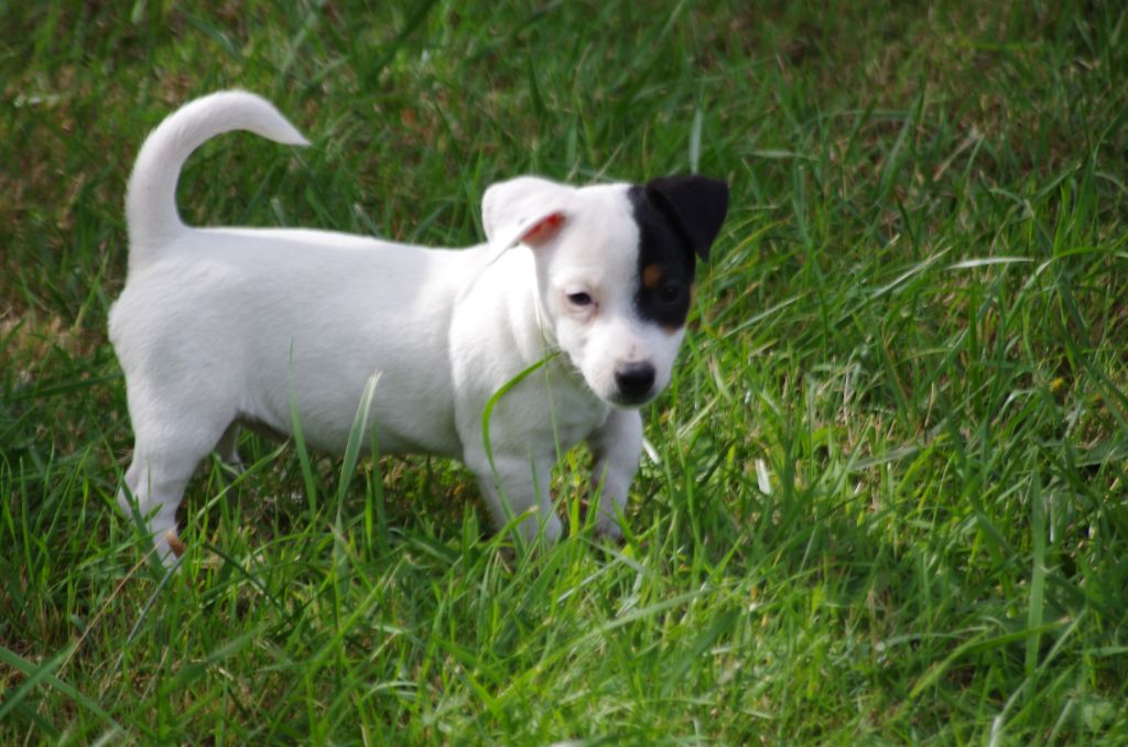 a l'ouest des prés de l'abby - Chiots disponibles - Jack Russell Terrier