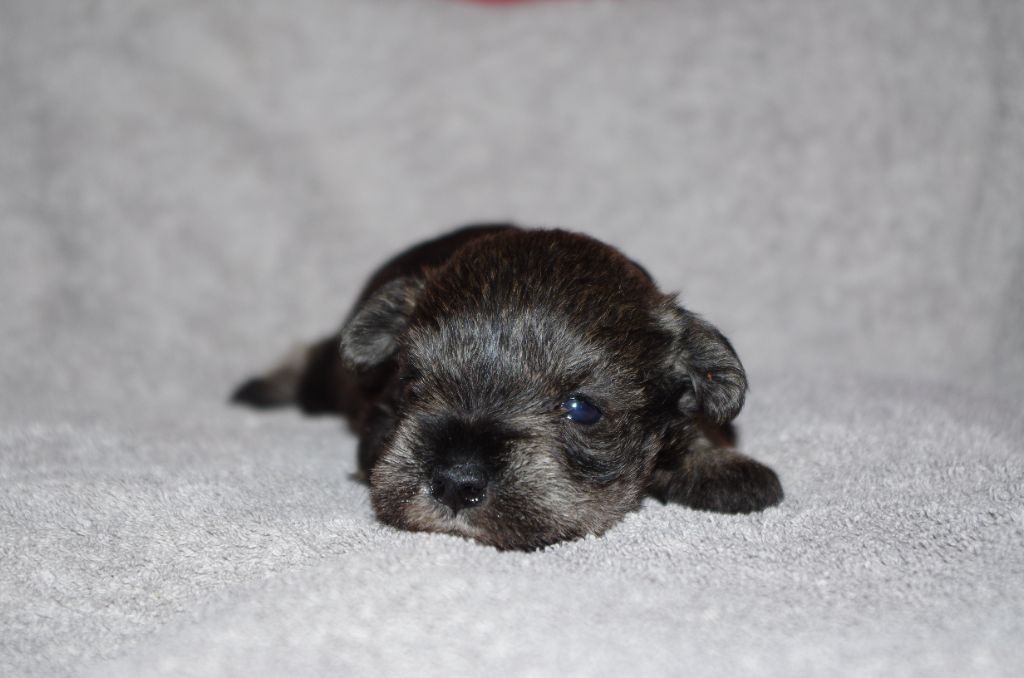 a l'ouest des prés de l'abby - Chiots disponibles - Schnauzer miniature