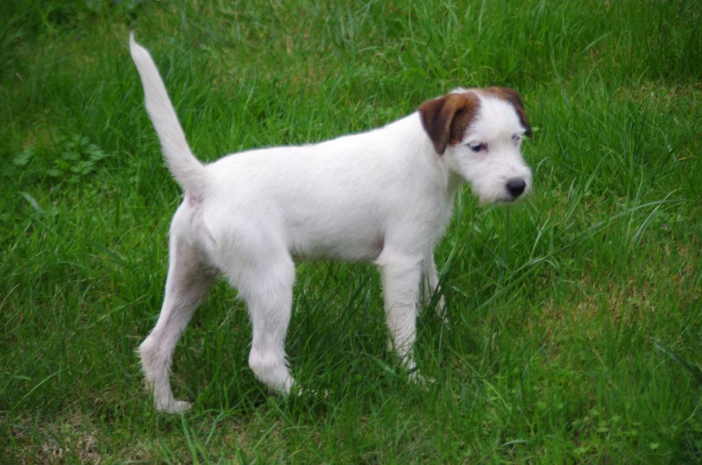 A L'Ouest Des Prés De L'Abby - Chiots disponibles - Parson Russell Terrier