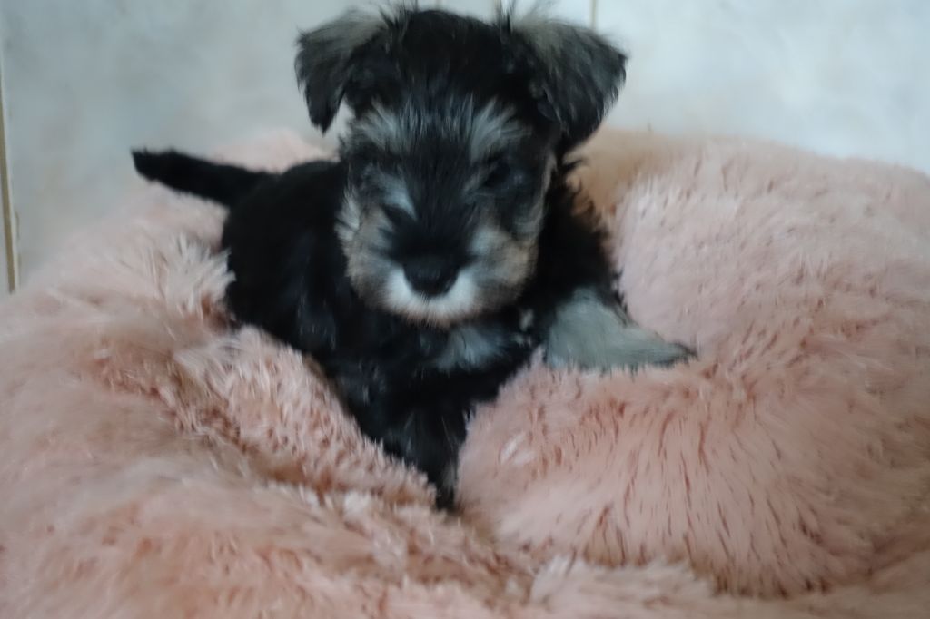 A L'Ouest Des Prés De L'Abby - Chiots disponibles - Schnauzer miniature