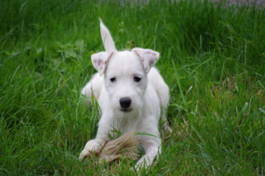 A L'Ouest Des Prés De L'Abby - Chiots disponibles - Parson Russell Terrier