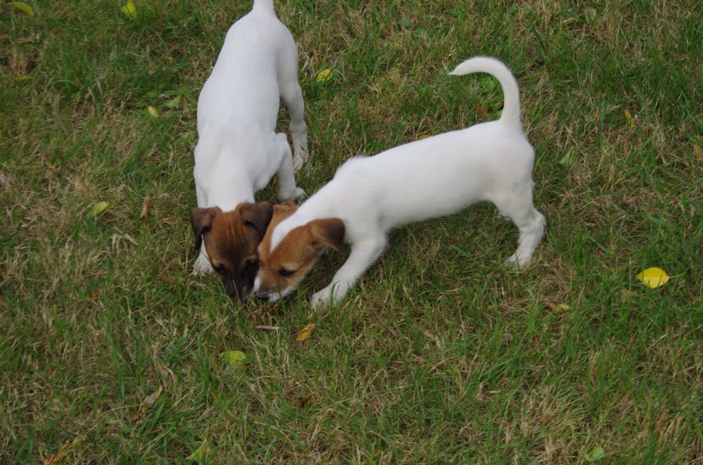 a l'ouest des prés de l'abby - Chiots disponibles - Jack Russell Terrier