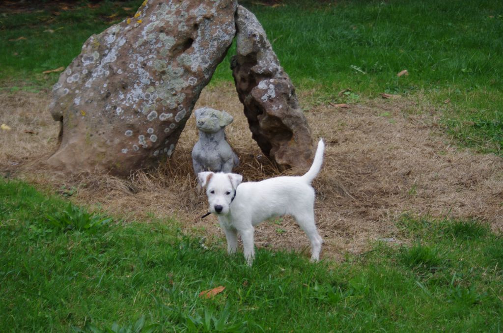 A L'Ouest Des Prés De L'Abby - Chiots disponibles - Parson Russell Terrier