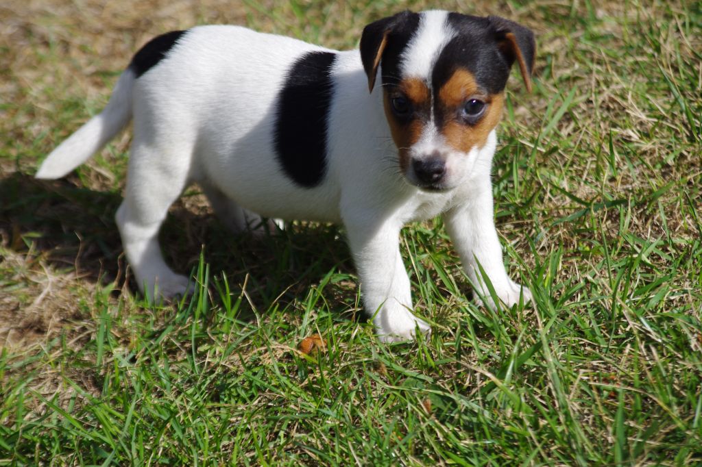 a l'ouest des prés de l'abby - Chiots disponibles - Jack Russell Terrier