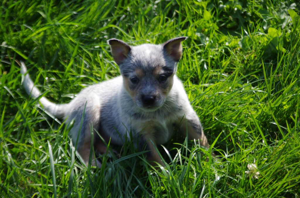 a l'ouest des prés de l'abby - Chiots disponibles - Bouvier australien