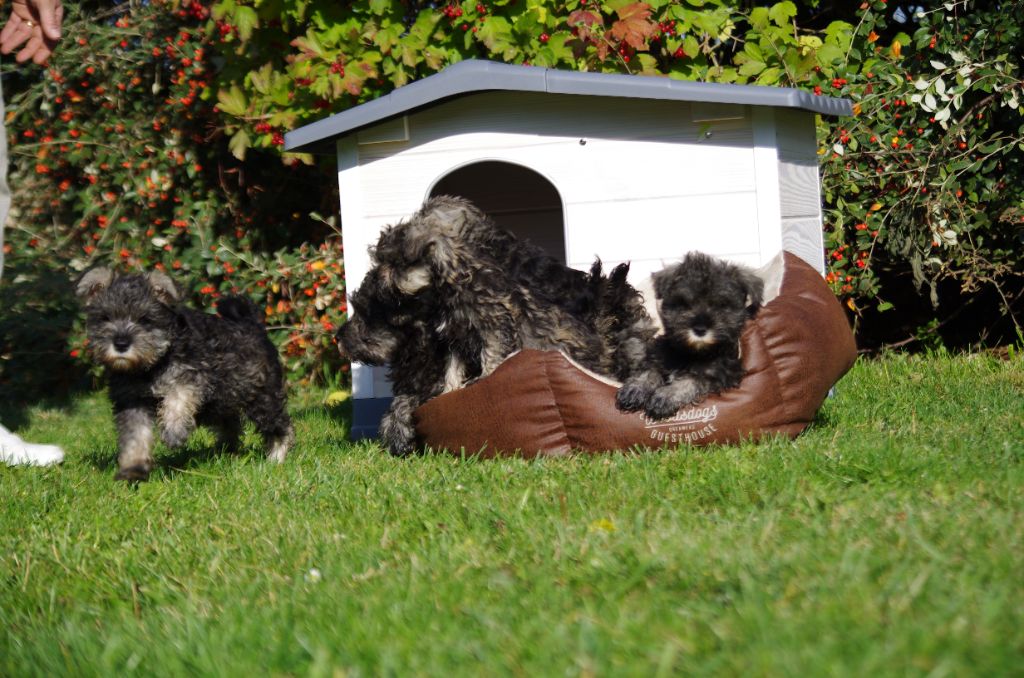 A L'Ouest Des Prés De L'Abby - Chiots disponibles - Schnauzer miniature
