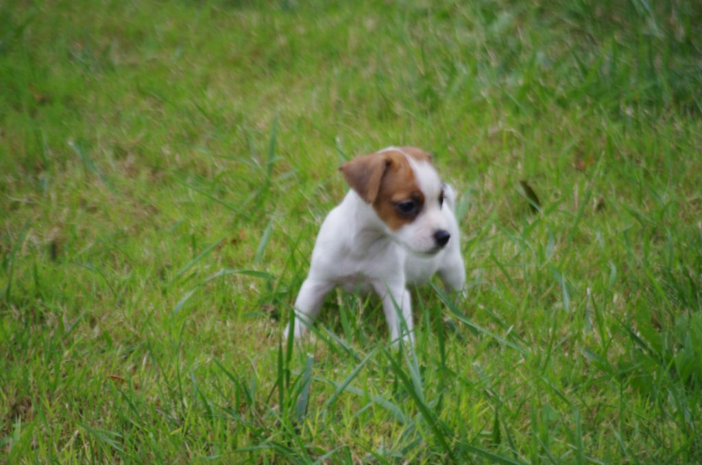 a l'ouest des prés de l'abby - Chiots disponibles - Jack Russell Terrier
