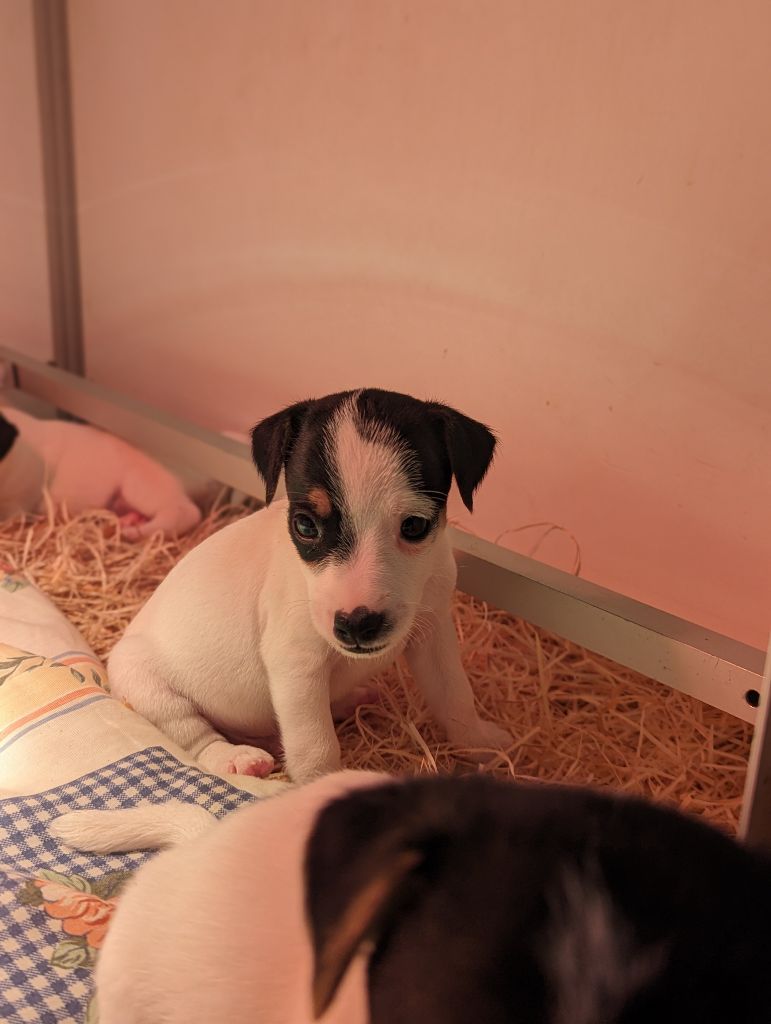 a l'ouest des prés de l'abby - Chiots disponibles - Jack Russell Terrier