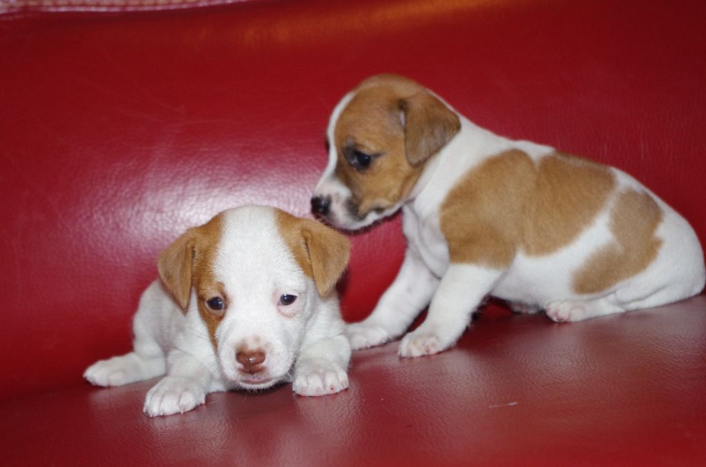 Chiot Parson Russell Terrier a l'ouest des prés de l'abby