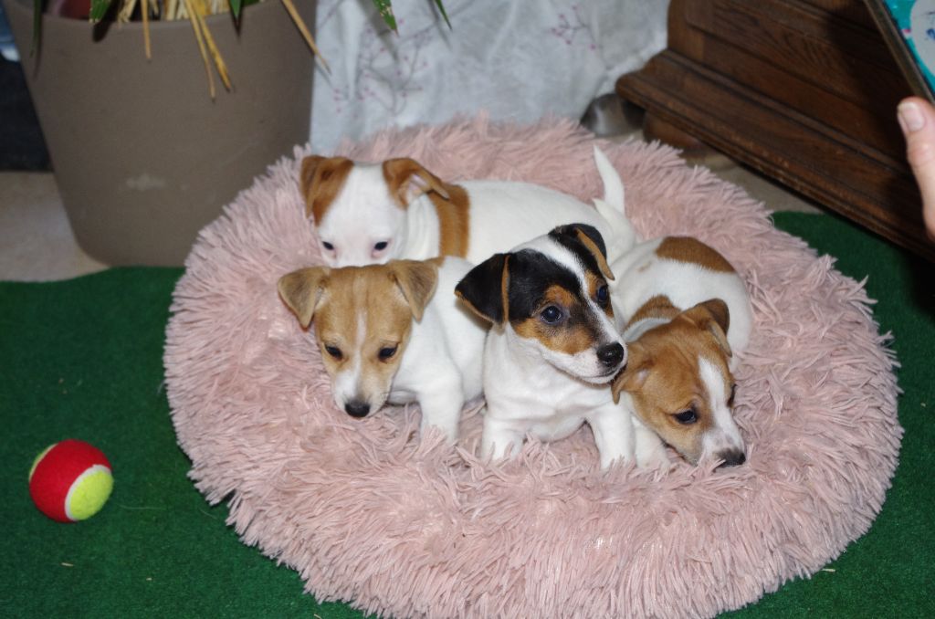 a l'ouest des prés de l'abby - Chiots disponibles - Jack Russell Terrier