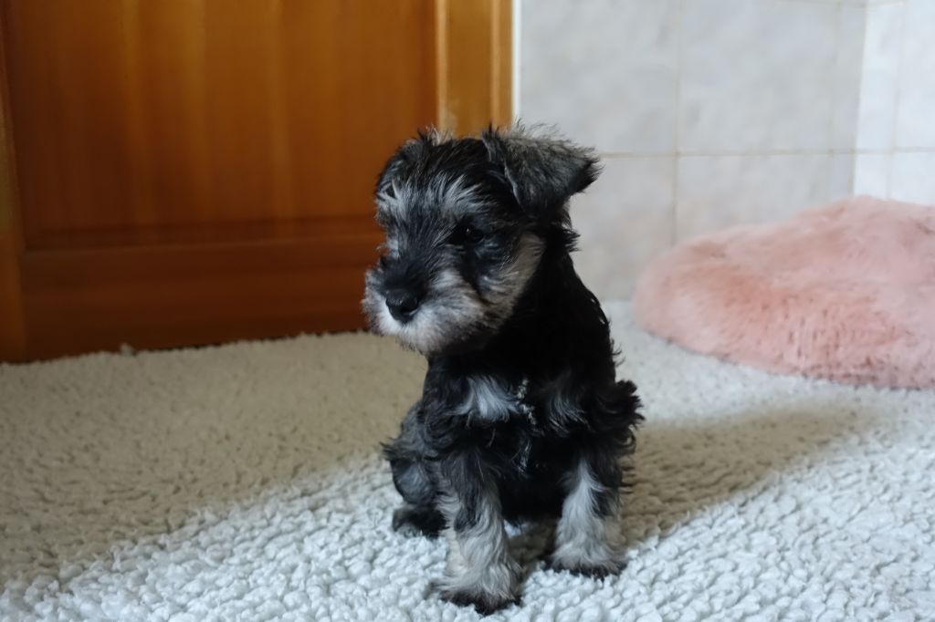 A L'Ouest Des Prés De L'Abby - Chiots disponibles - Schnauzer miniature