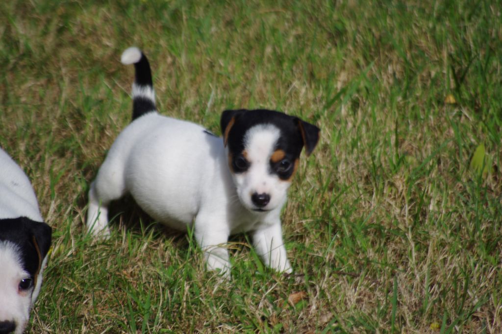 a l'ouest des prés de l'abby - Chiots disponibles - Jack Russell Terrier