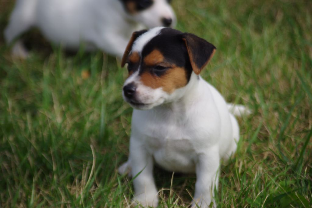 a l'ouest des prés de l'abby - Chiots disponibles - Jack Russell Terrier