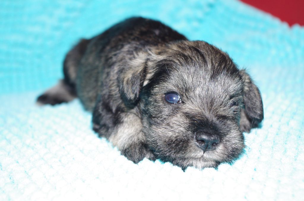 a l'ouest des prés de l'abby - Chiots disponibles - Schnauzer miniature