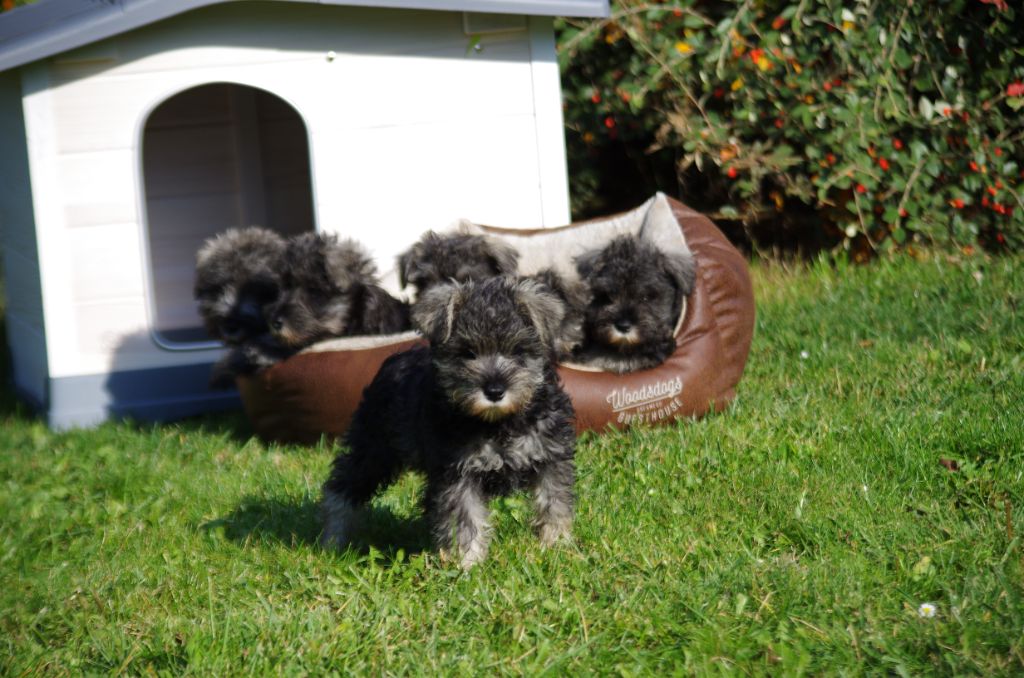 A L'Ouest Des Prés De L'Abby - Chiots disponibles - Schnauzer miniature