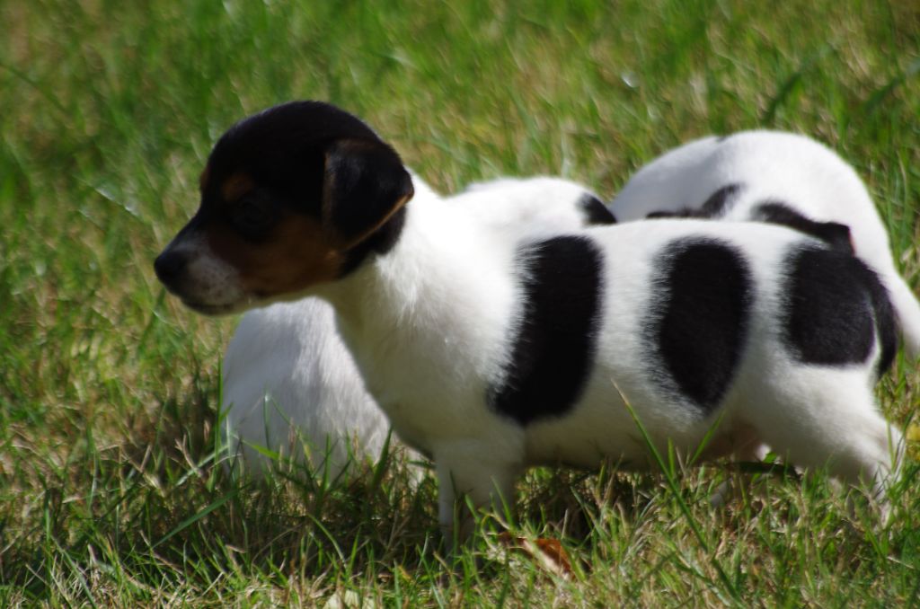 a l'ouest des prés de l'abby - Chiots disponibles - Jack Russell Terrier