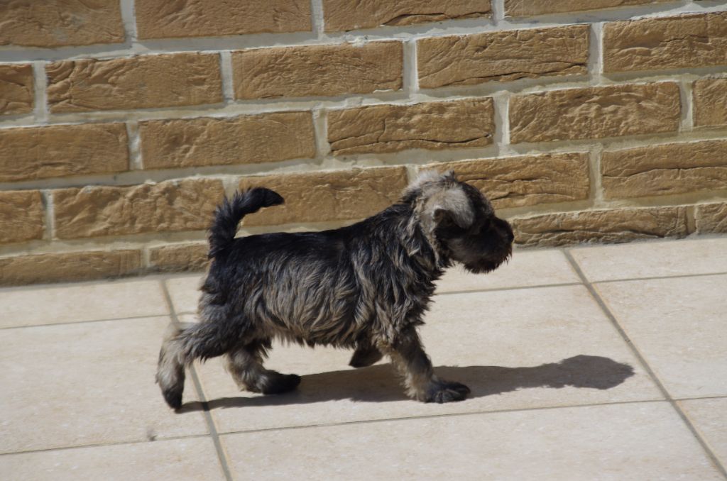 a l'ouest des prés de l'abby - Chiots disponibles - Schnauzer miniature