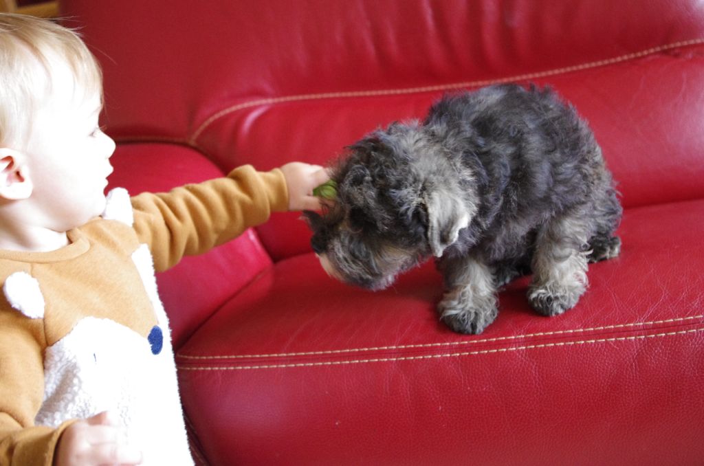 A L'Ouest Des Prés De L'Abby - Chiots disponibles - Schnauzer miniature