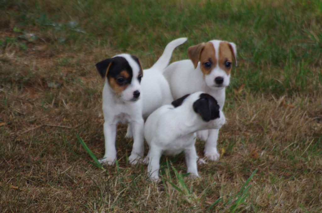 a l'ouest des prés de l'abby - Chiots disponibles - Jack Russell Terrier