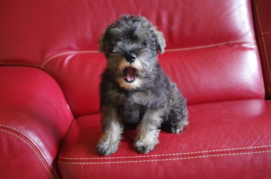 A L'Ouest Des Prés De L'Abby - Chiots disponibles - Schnauzer miniature