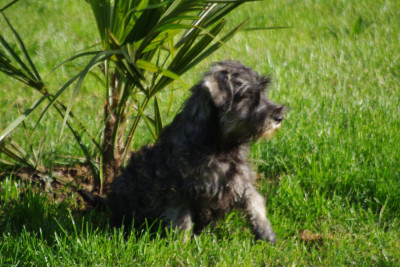 BEETHOVEN