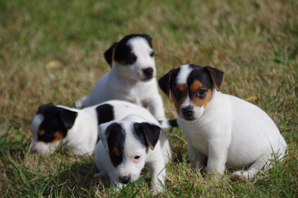 Chiot Jack Russell Terrier a l'ouest des prés de l'abby