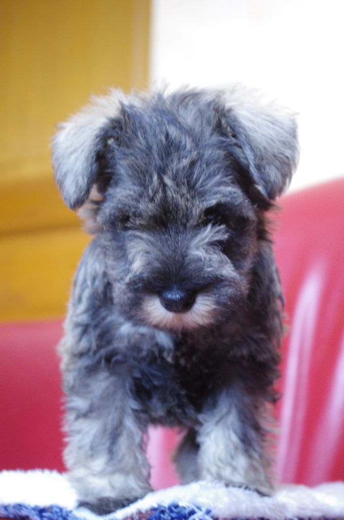 a l'ouest des prés de l'abby - Chiots disponibles - Schnauzer miniature