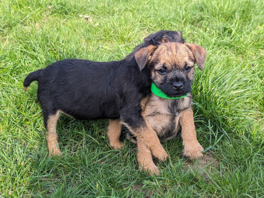 a l'ouest des prés de l'abby - Chiots disponibles - Border Terrier