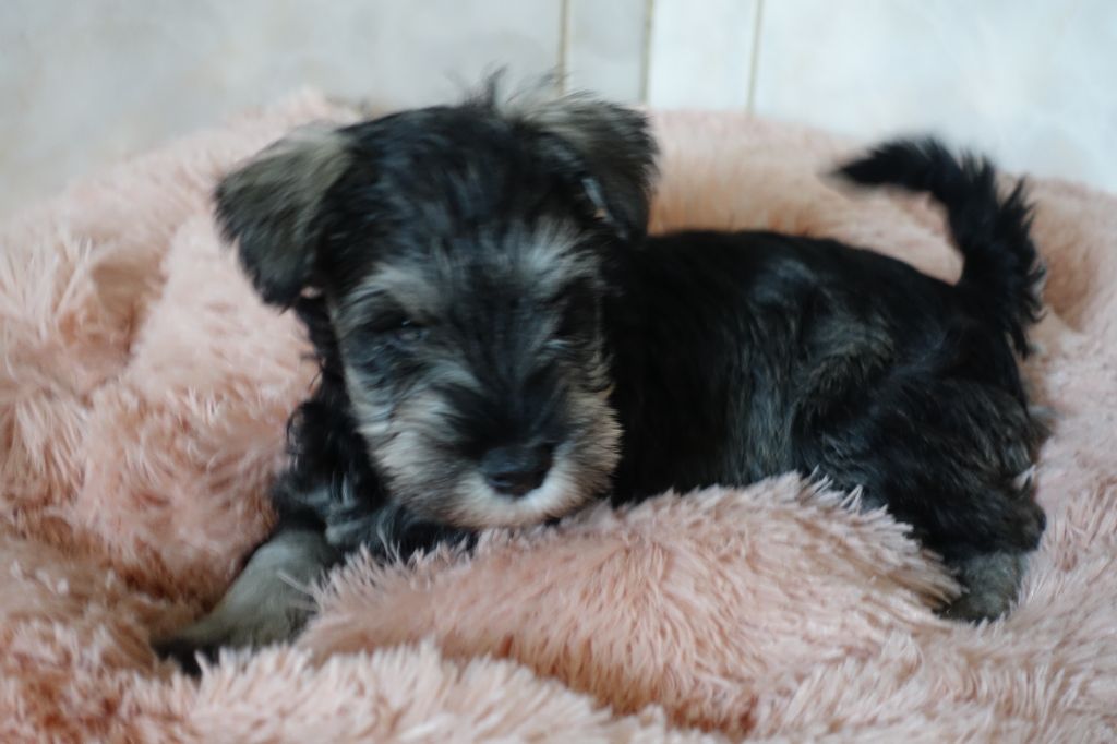 A L'Ouest Des Prés De L'Abby - Chiots disponibles - Schnauzer miniature