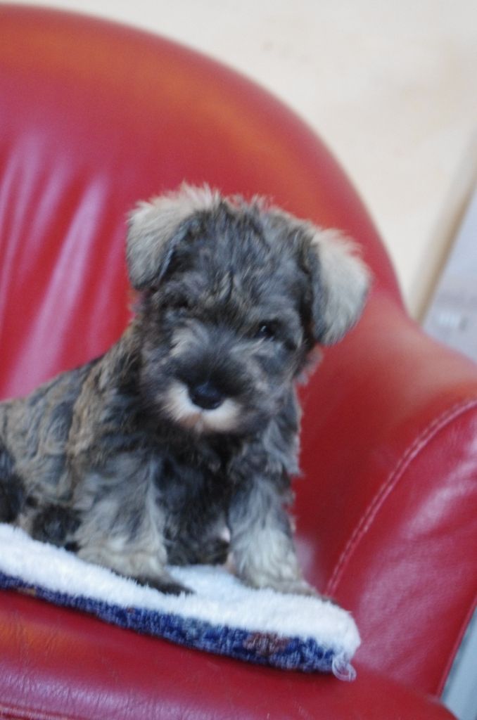 a l'ouest des prés de l'abby - Chiots disponibles - Schnauzer miniature
